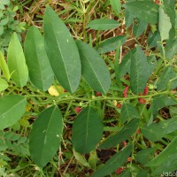 Phyllanthus androgynus (L.) Chakrab. & N.P.Balakr.